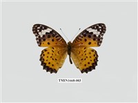 藏品(斐豹蛺蝶)的圖片